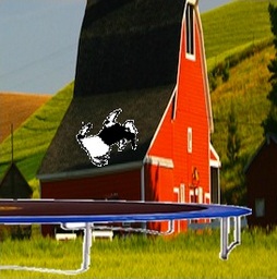 Trampoline Goat